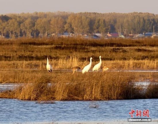 �ؚw�QȺ�ġ�С��(����)�����˰��QȺ�w�����r �z