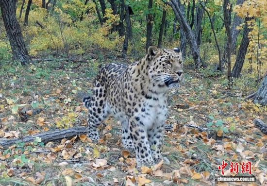 2025���ږ|���������ҹ��@�Ĕz�Ė|������(��ҕ��ý���D)